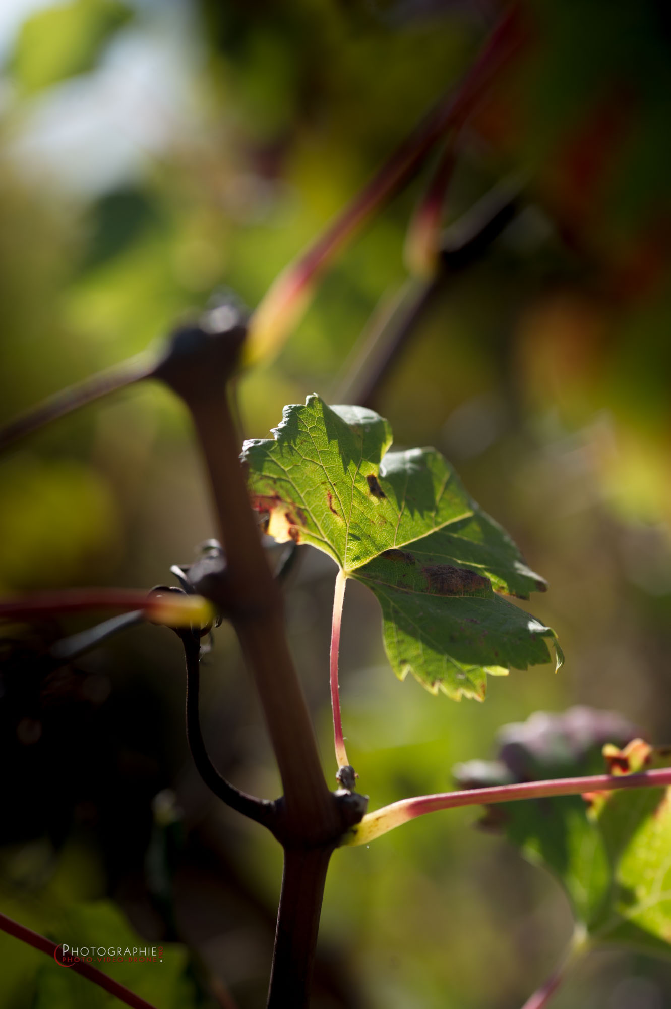 feuille de vigne