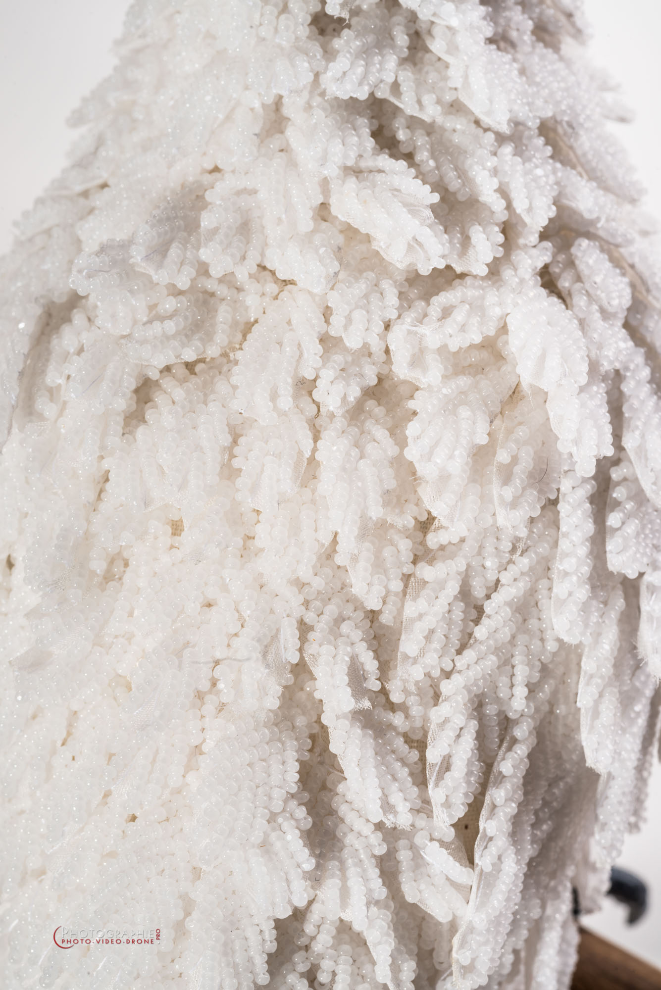 Détails du dos du peroquet